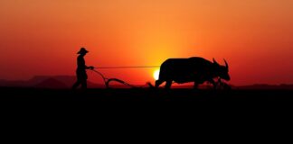 Jaki pług do ciągnika 110 KM?