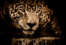 Ile waży Jaguar XF? Ile waży Jaguar XF?