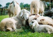 Jak założyć gospodarstwo rolne od zera?