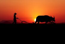 Ile koni do pług 3 skibowy obrotowy?