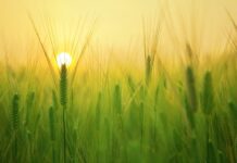 Jakie to małe gospodarstwo rolne?