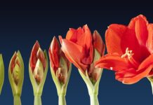 Czym się różni sekwencja od zwykłego gazu?