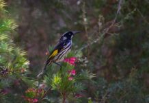 Ile kosztuje nowy New Holland 80 koni?