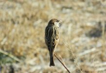 Czy można zbudować własną łódź?