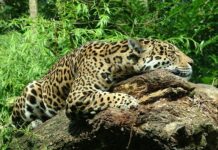 Jakiego Jaguara kupić? Jakiego Jaguara kupić?