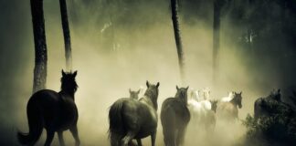 Kiedy nowa kona w salonach?